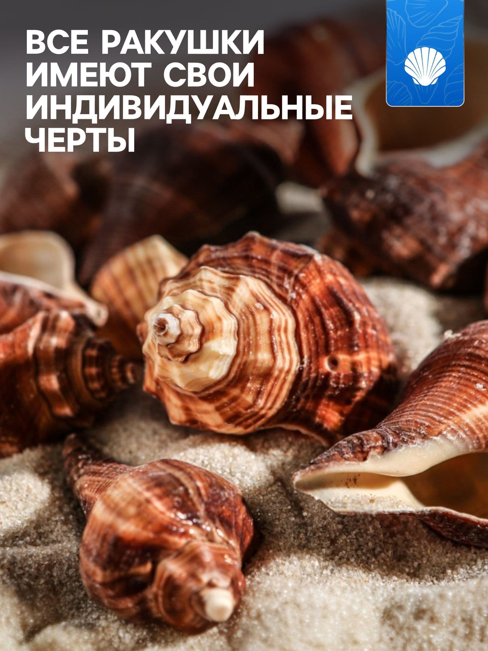 Декор для аквариума / Набор ракушек, 5-7 см, 100 г