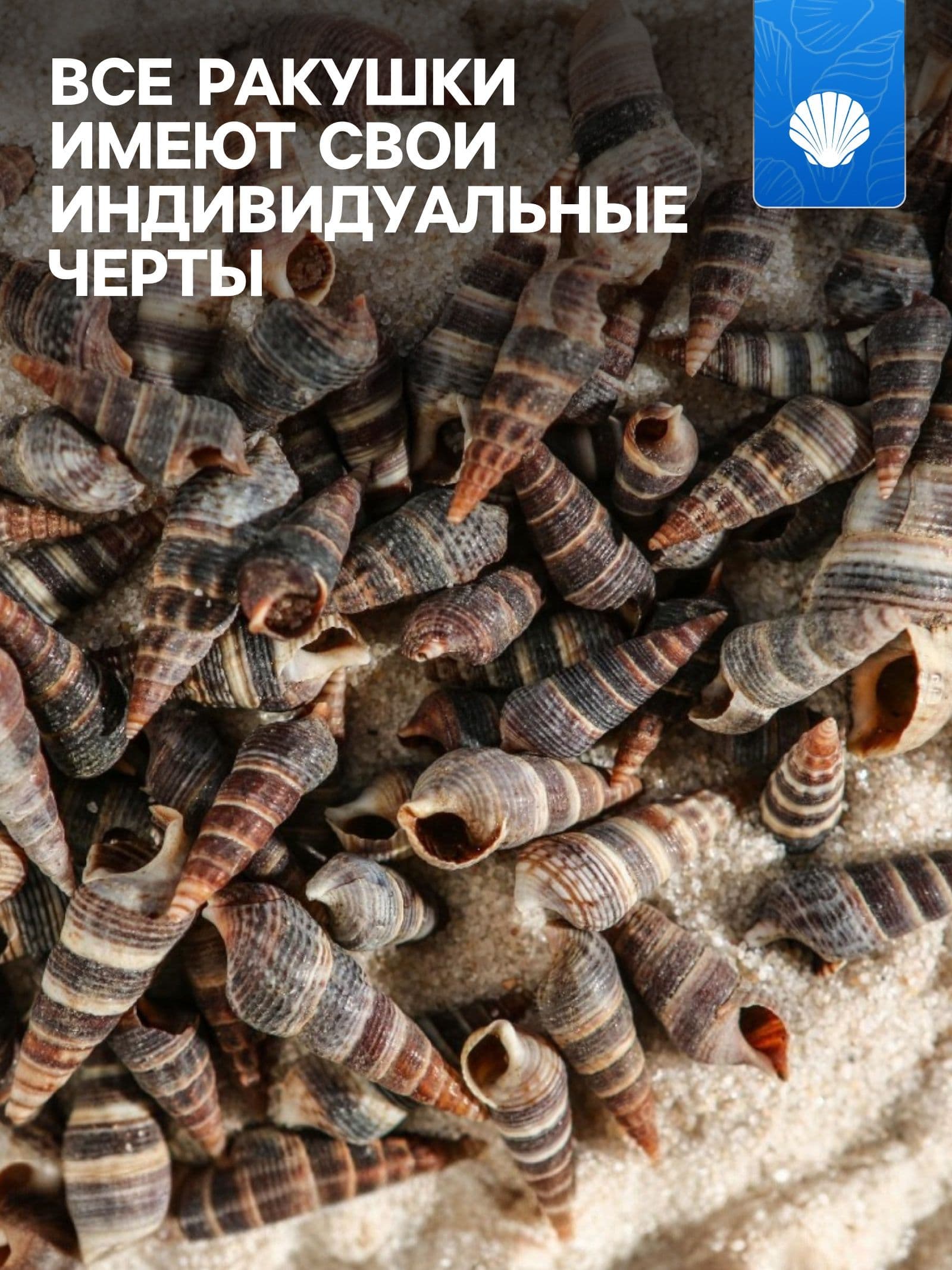 Декор для аквариума для рыбок / Набор ракушек Батиллярия, 100 г