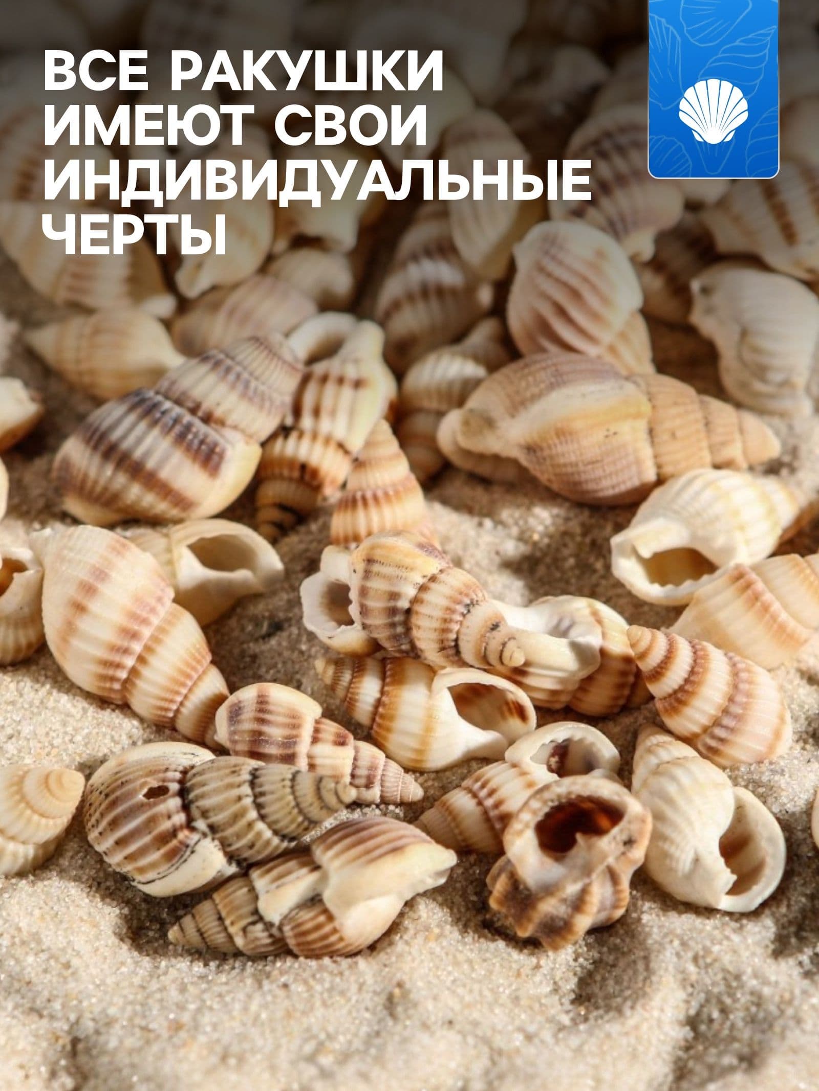 Набор ракушек 1-2 см, 100 г