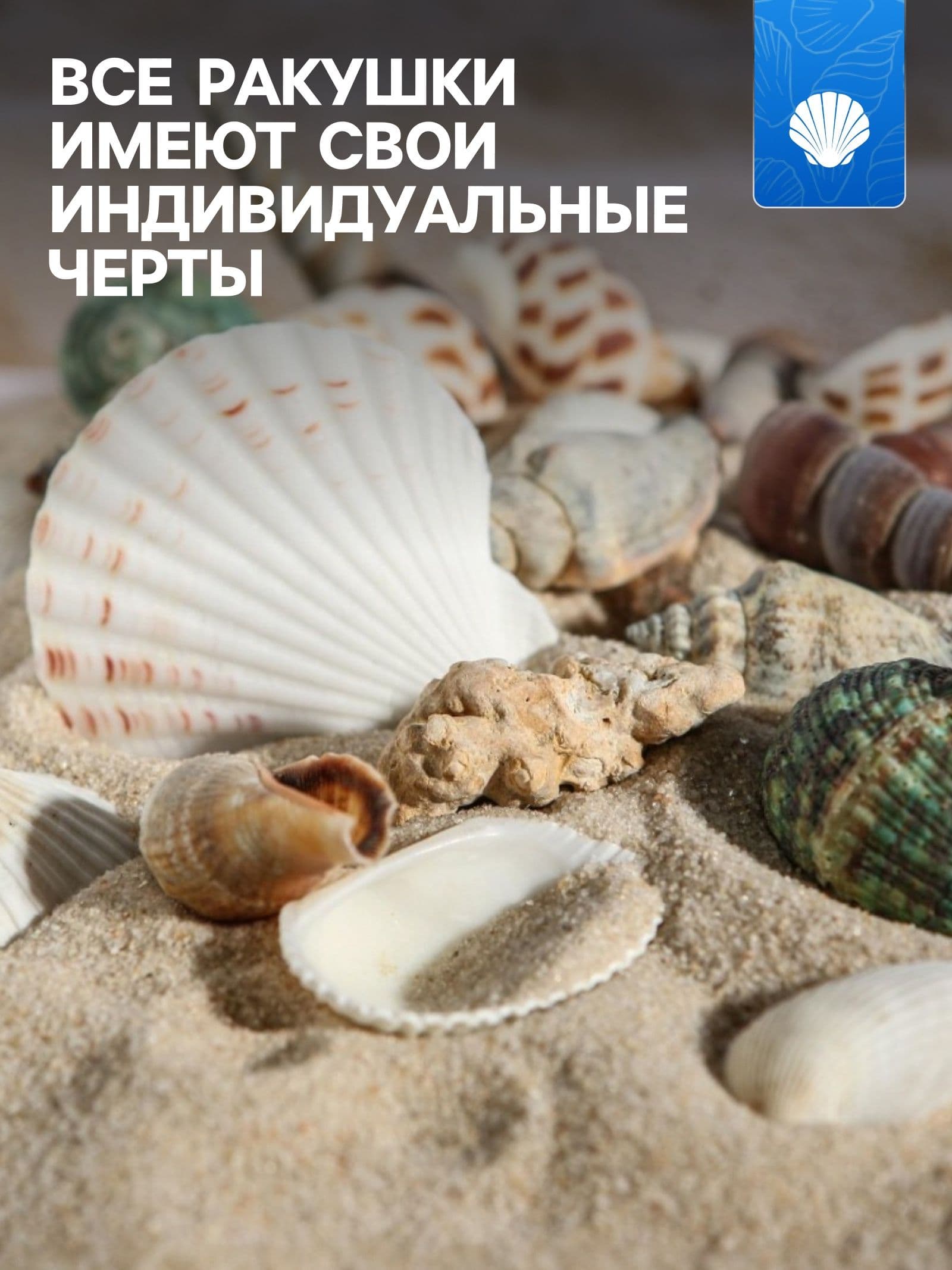 Набор ракушек для аквариума100 г