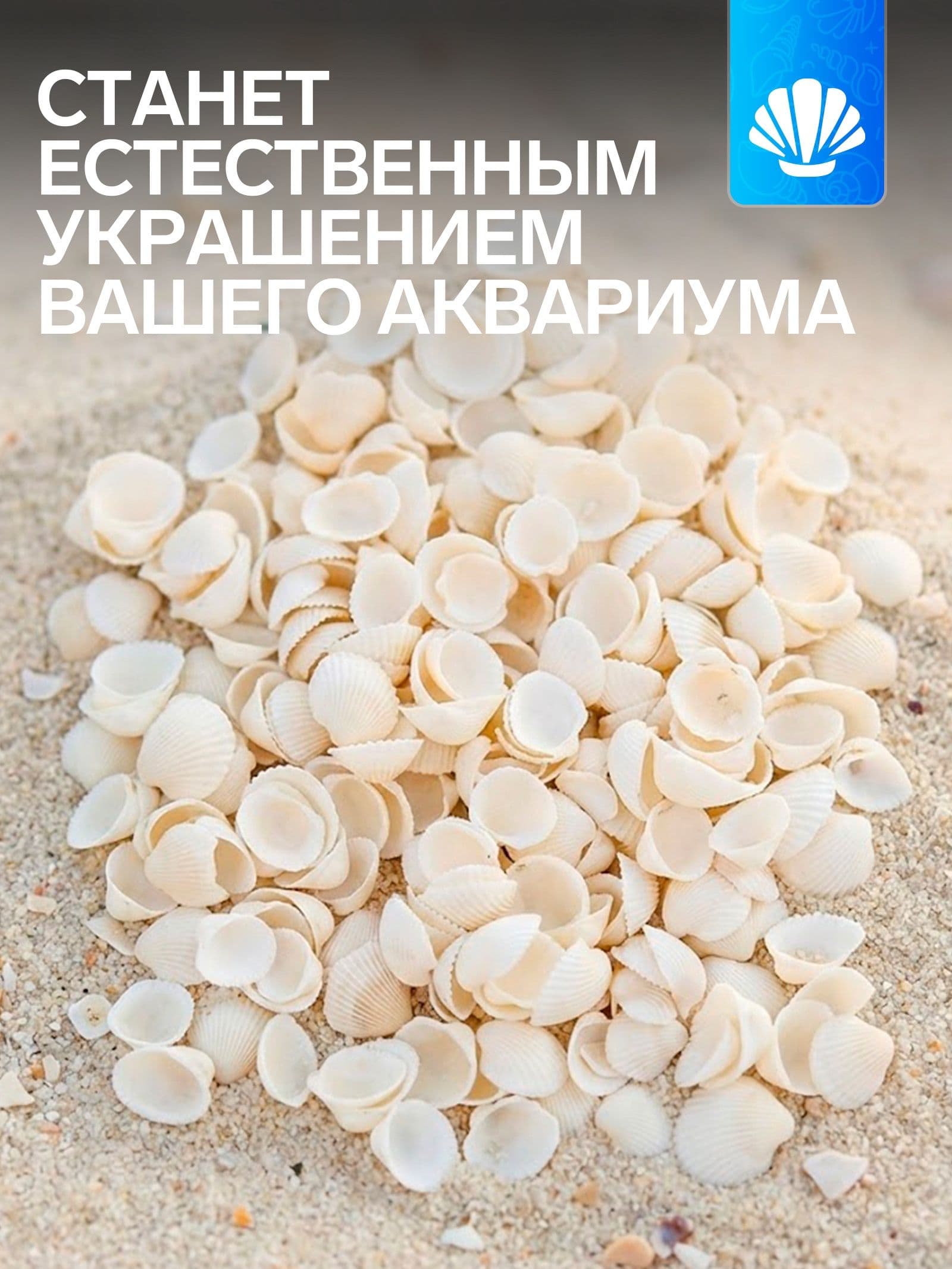 Морские ракушки для декора и творчества, 1,5-3 см, 100 г