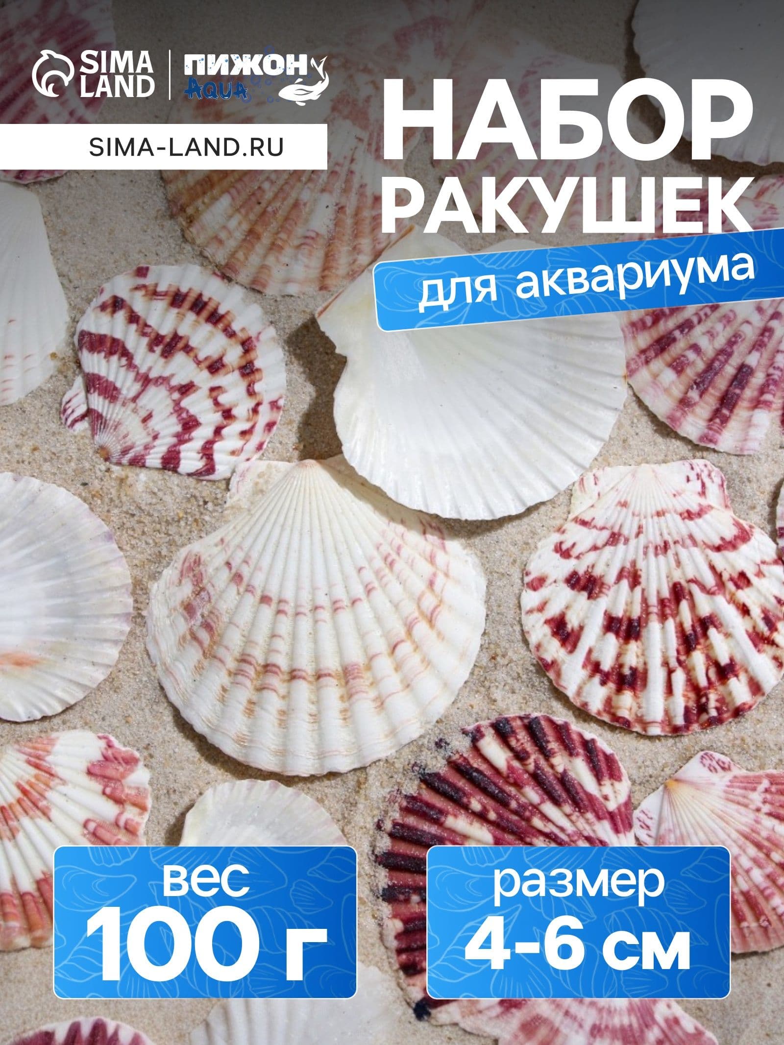 Набор ракушек, Гребешок пуксидатус, размер 4 - 6 см, 100 г