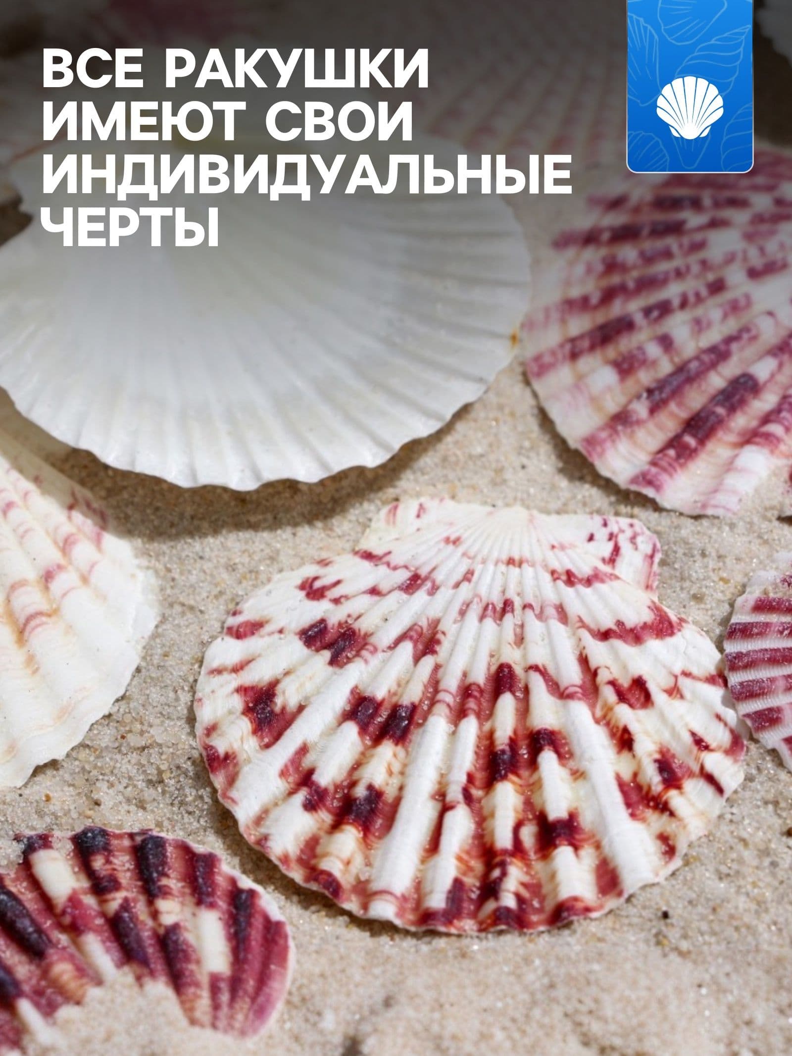 Набор ракушек, Гребешок пуксидатус, размер 4 - 6 см, 100 г
