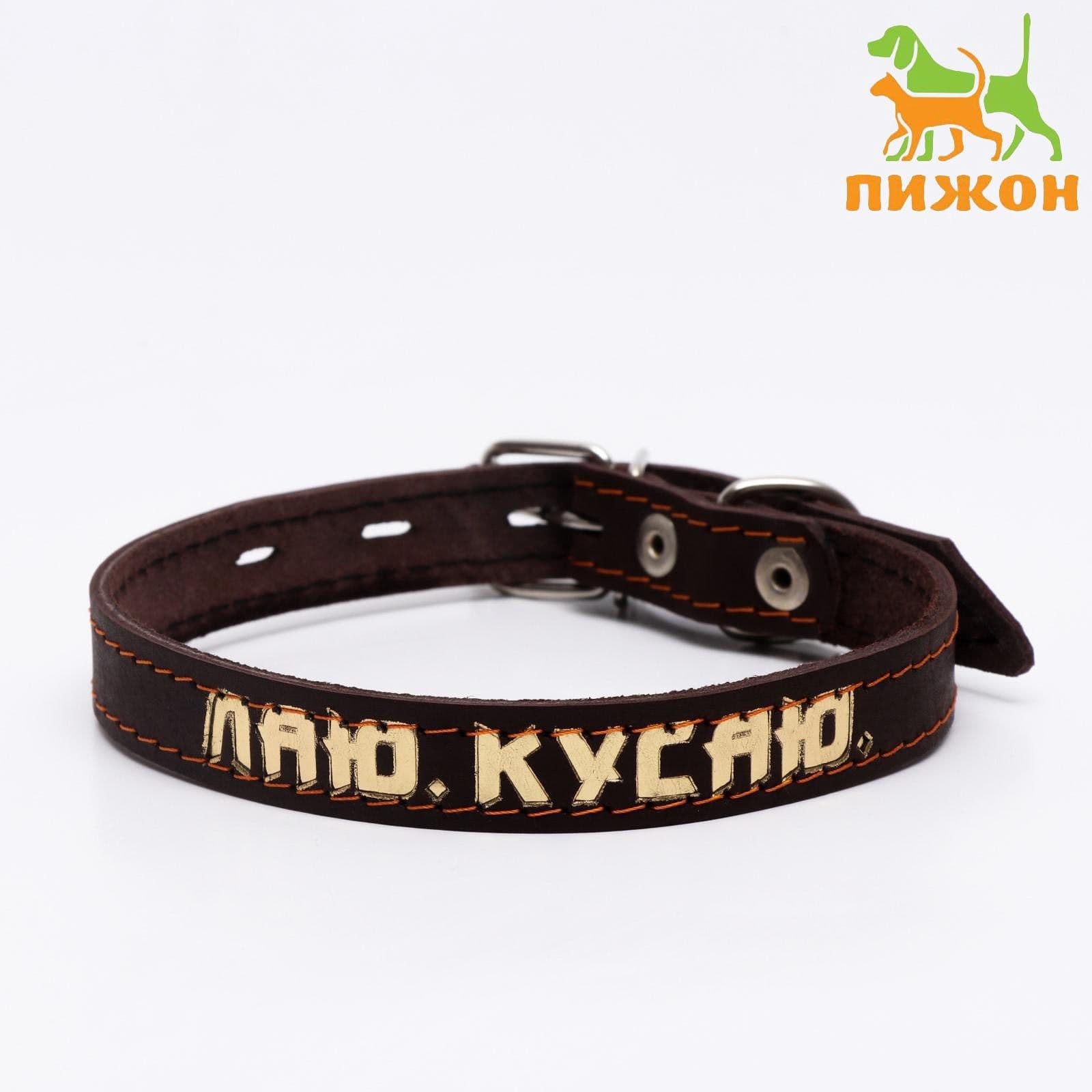 Ошейник кожаный однослойный, тиснёный "Лаю. Кусаю", 48 х 2, ОШ 32-43 см, коричневый с золотом