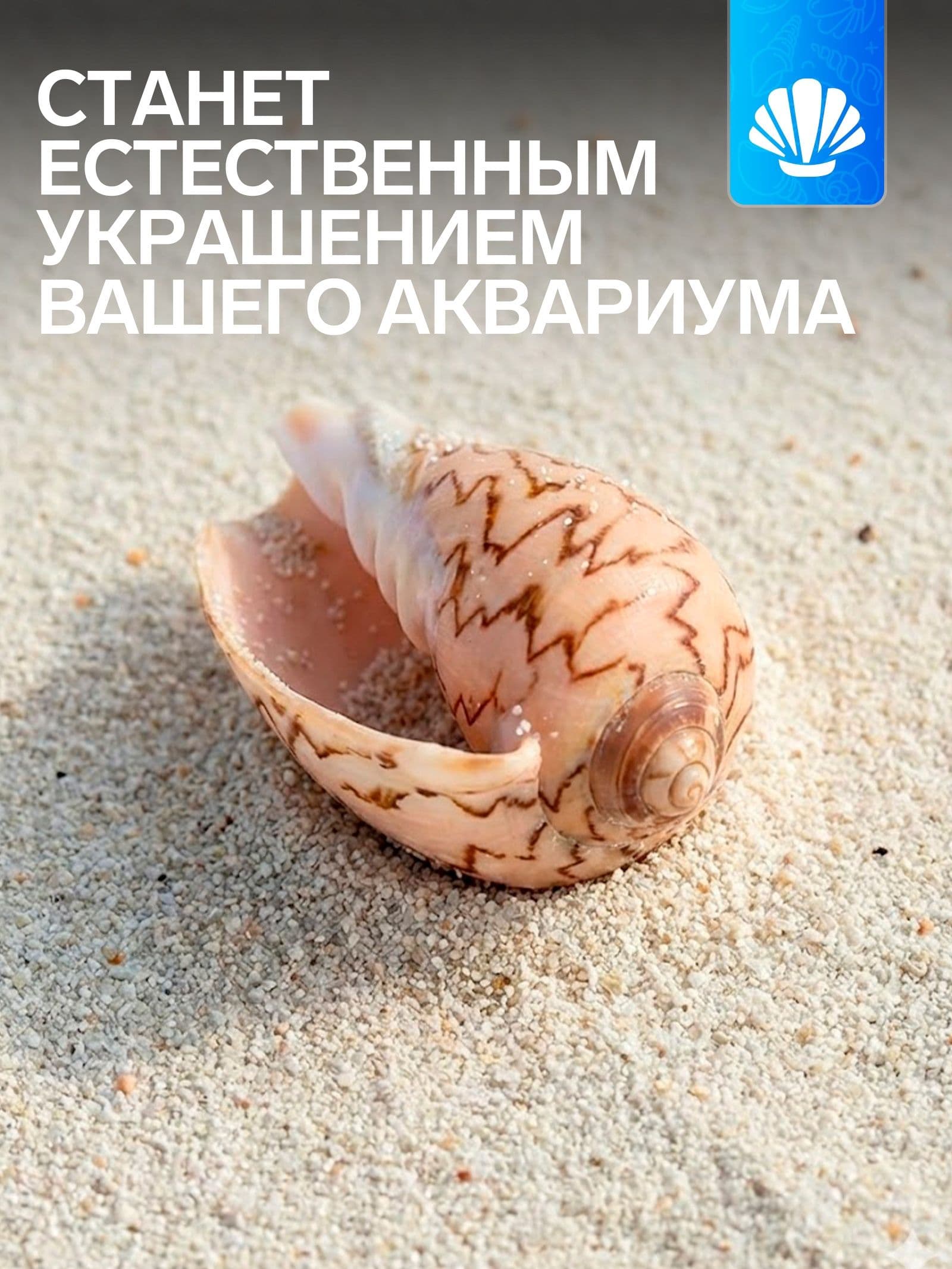 Ракушка декоративная, 6-7 см