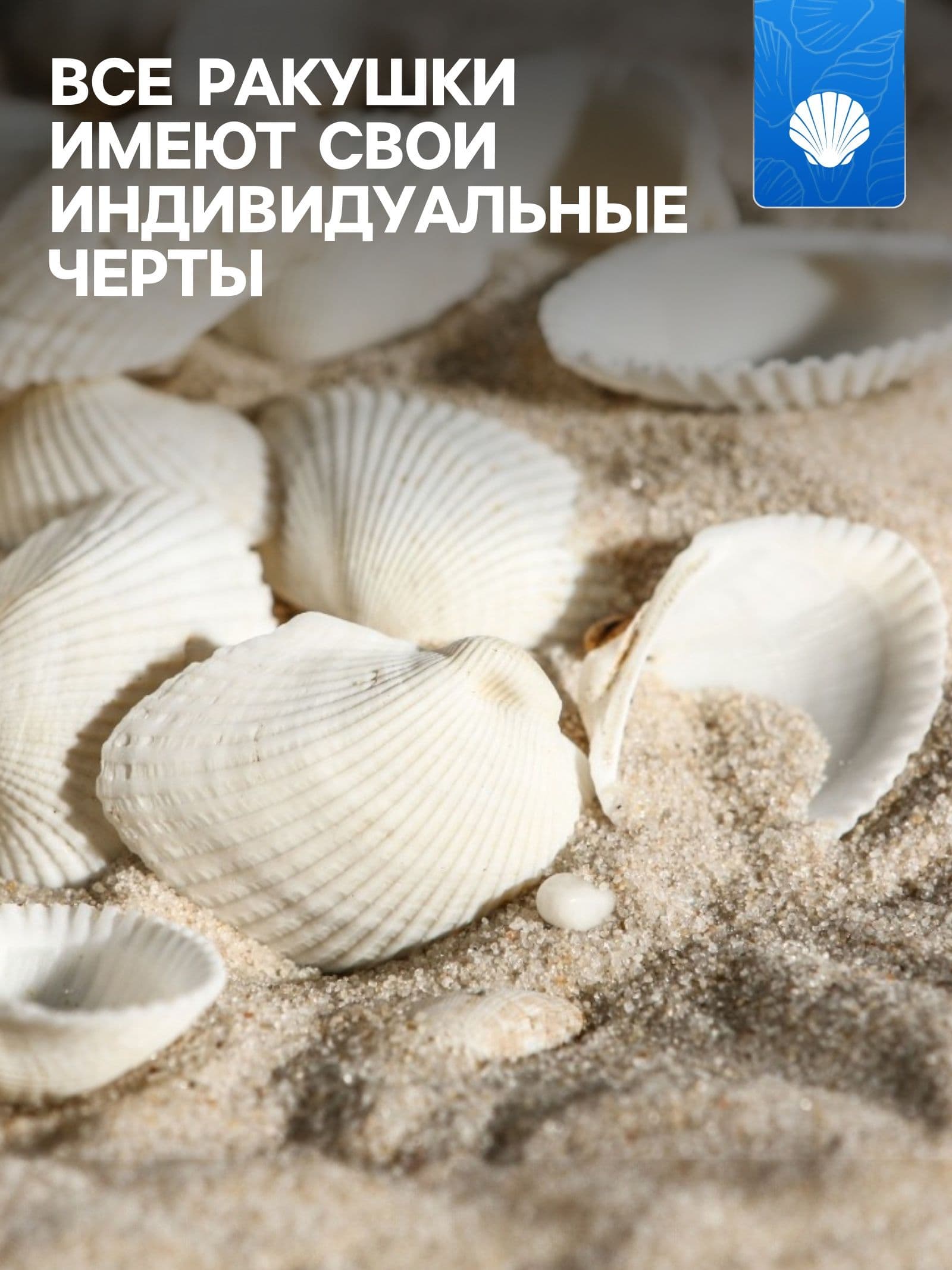 Декор для аквариума для рыбок / Набор ракушек, 2 - 3,5 см, 100 г