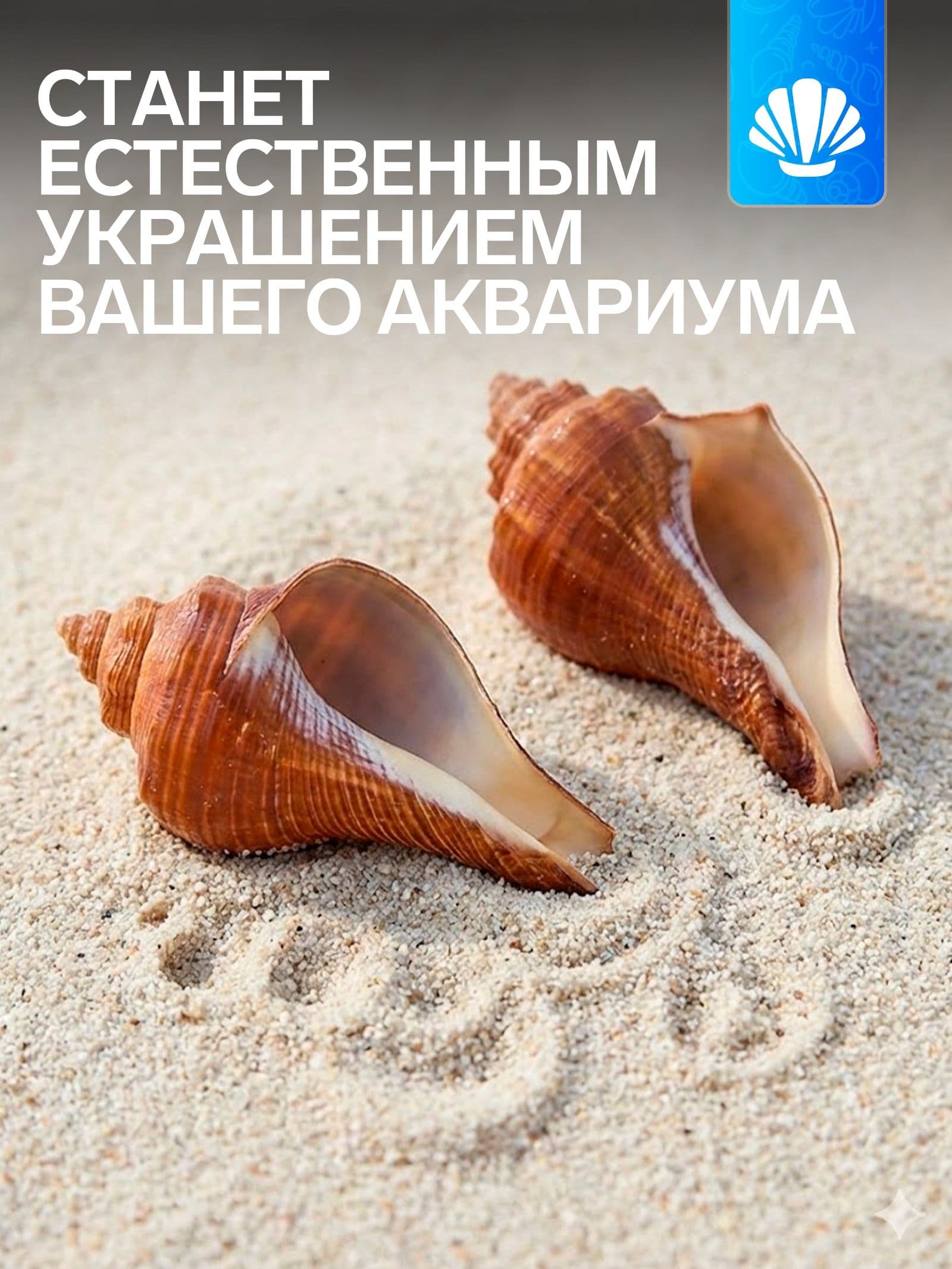 Ракушка декоративная, длина 5-6 см, ширина 4 см