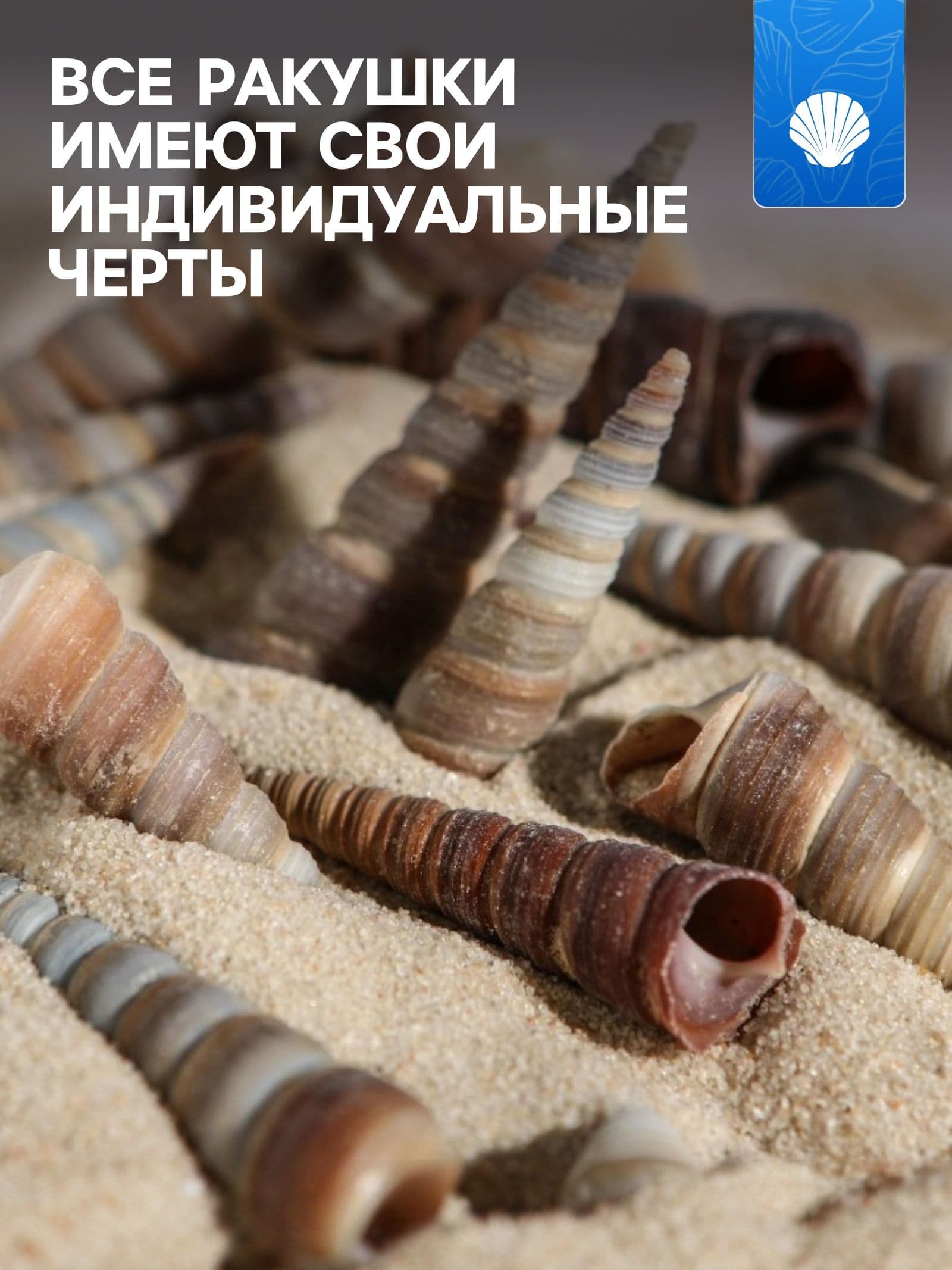 Декор для аквариума для рыбок / Набор ракушек, 3-5,5 см, 100 г